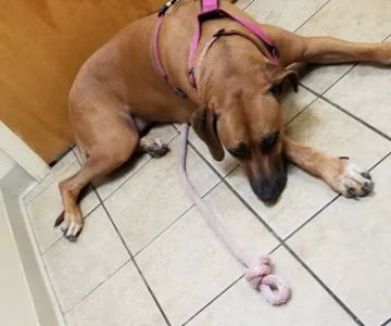 Blanchard Woods Animal Hospital