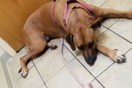 Blanchard Woods Animal Hospital