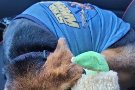 Banfield Pet Hospital