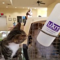 St Francis Animal Hospital ico