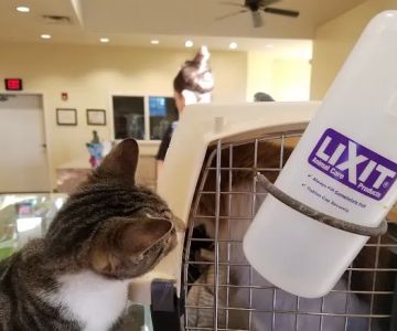 St Francis Animal Hospital