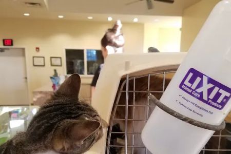 St Francis Animal Hospital