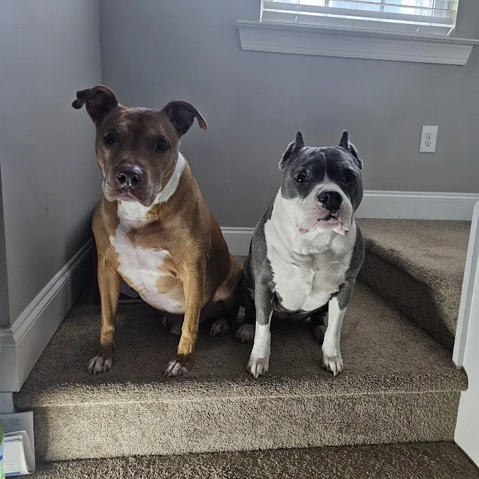 St Francis Animal Hospital 2