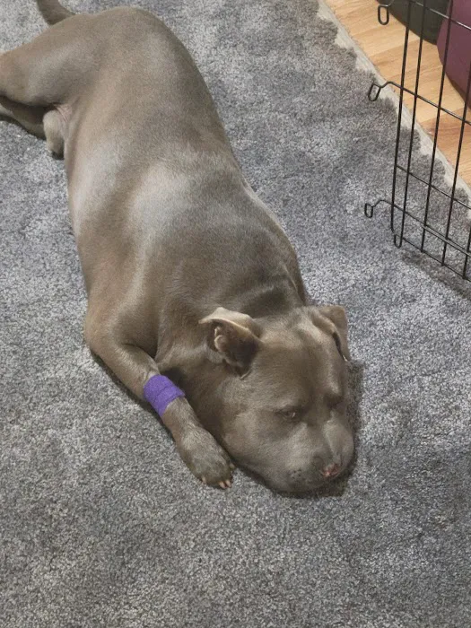 BluePearl Pet Hospital 12