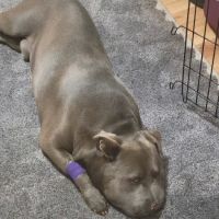 BluePearl Pet Hospital ico