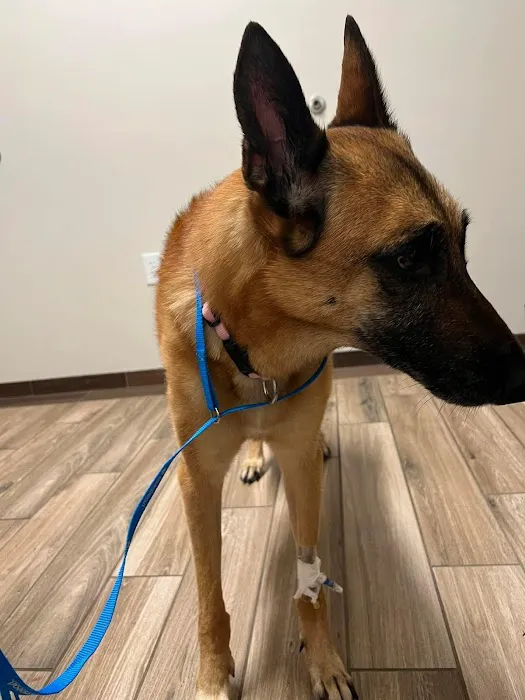 BluePearl Pet Hospital 12