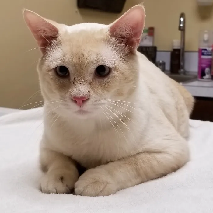 Buena Vista Road Animal Hospital 9
