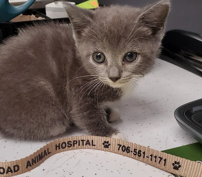 Buena Vista Road Animal Hospital 6