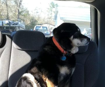 Gateway Veterinary Hospital