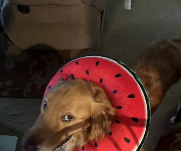 Weems Road Animal Hospital