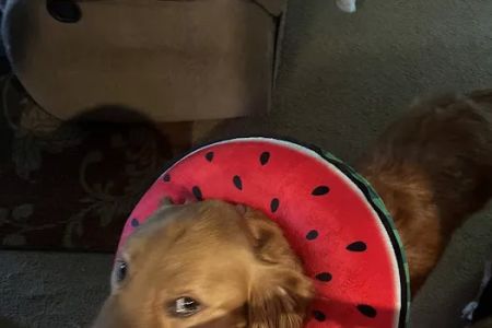Weems Road Animal Hospital