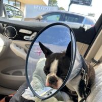 Northside Animal Hospital ico