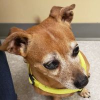 River Road Animal Clinic ico