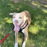 Midland Animal Hospital ico