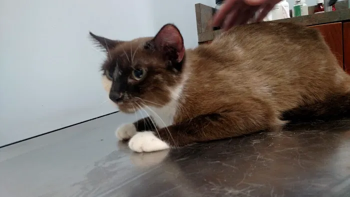 Midland Animal Hospital 4