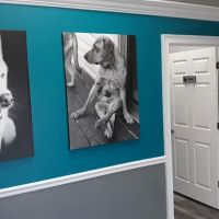 Rivertown Veterinary Emergency - After Hours Animal Clinic ico