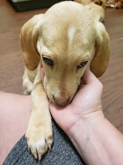 Rivertown Veterinary Emergency - After Hours Animal Clinic 12