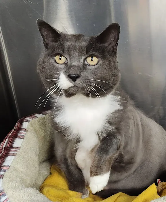 Summerville Animal Hospital 3