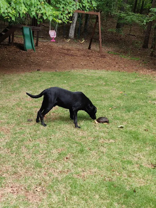 Summerville Animal Hospital 9