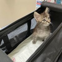 Summerville Animal Hospital ico