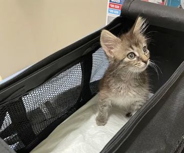 Summerville Animal Hospital