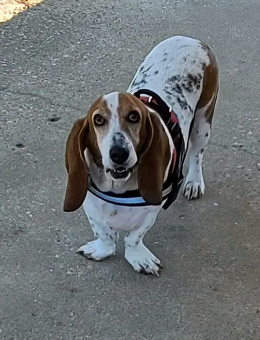 Summerville Animal Hospital 6