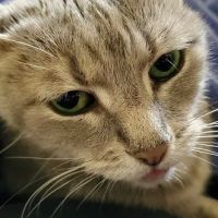 Uptown Veterinary Clinic ico