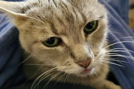 Uptown Veterinary Clinic