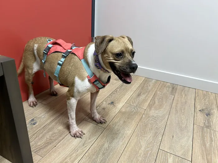 Uptown Veterinary Clinic 4
