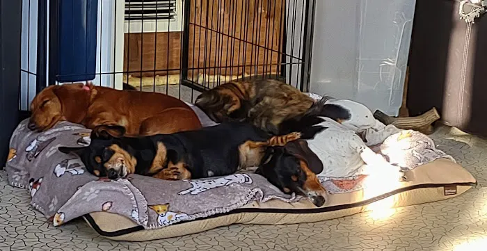 River City Veterinary Hospital 8