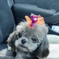 Animal Medical Clinic ico