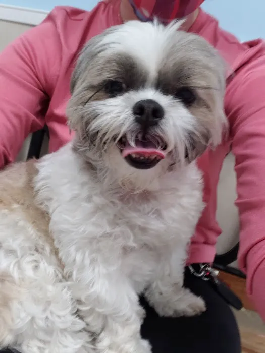 Mandarin Pet Emergency Hospital 12