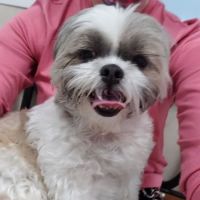 Mandarin Pet Emergency Hospital ico