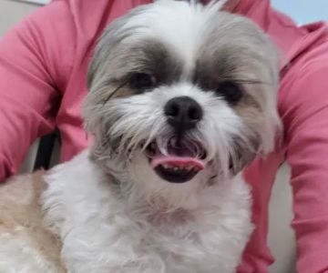 Mandarin Pet Emergency Hospital