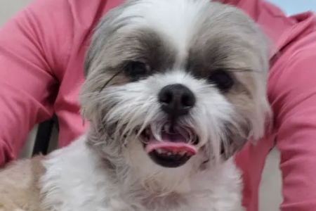 Mandarin Pet Emergency Hospital