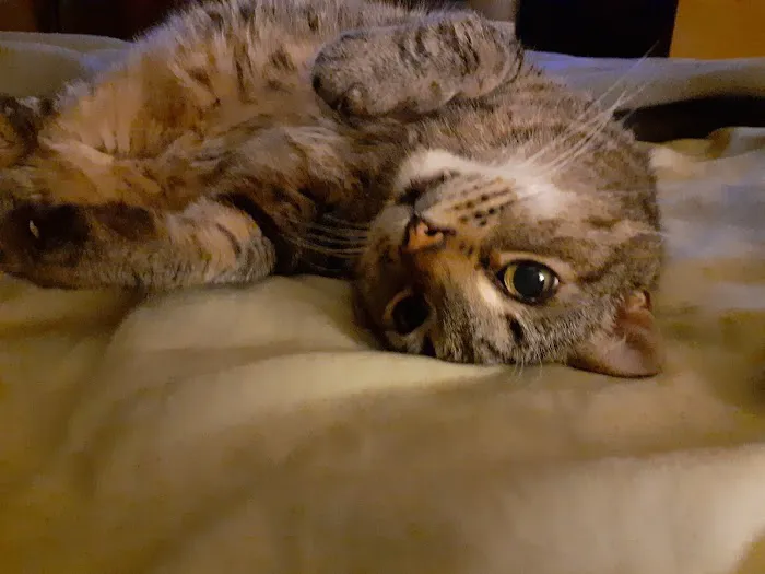 A Cat Clinic 12