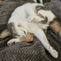 A Cat Clinic ico