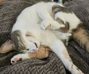 A Cat Clinic