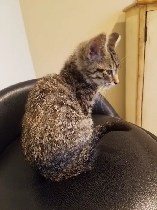 A Cat Clinic 12