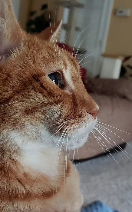A Cat Clinic 12