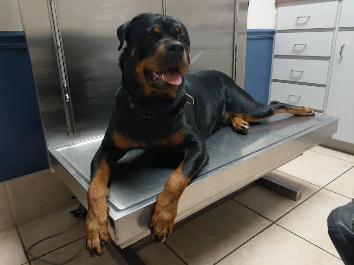 VCA Augustine Loretto Animal Hospital 5
