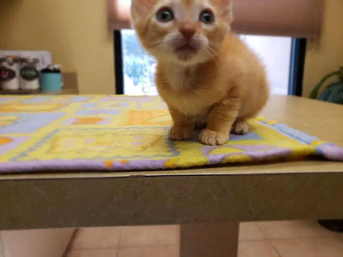 VCA Augustine Loretto Animal Hospital 4