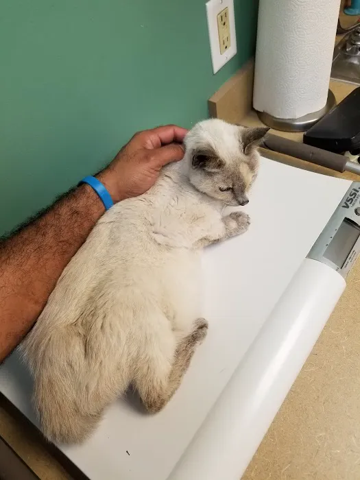 VCA Augustine Loretto Animal Hospital 6