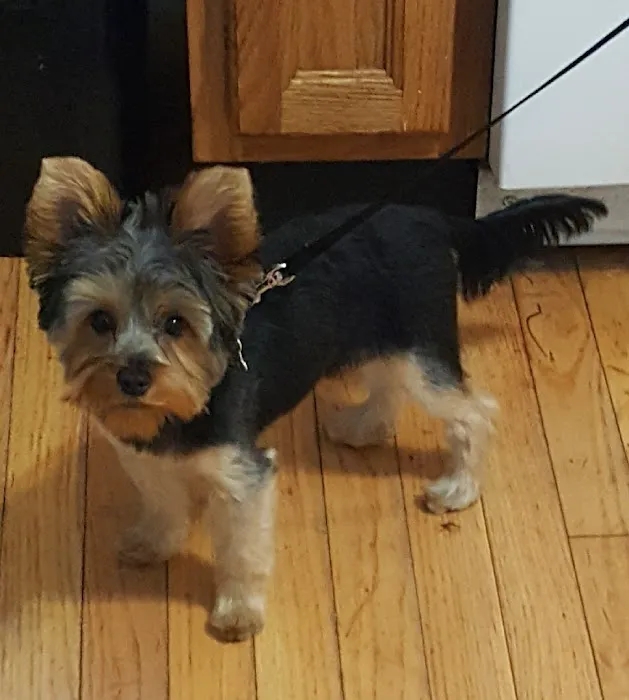 VCA Augustine Loretto Animal Hospital 9