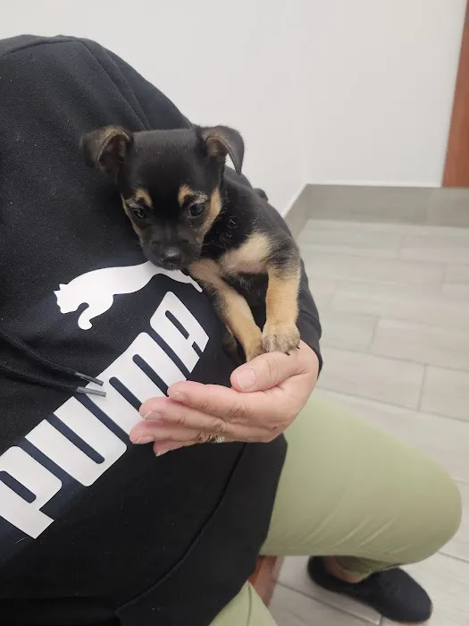 Jax Vets Affordable Animal Hospital at San Jose 1