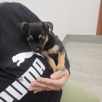 Jax Vets Affordable Animal Hospital at San Jose ico