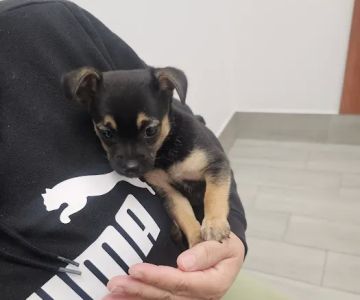 Jax Vets Affordable Animal Hospital at San Jose