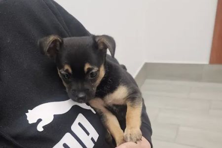 Jax Vets Affordable Animal Hospital at San Jose