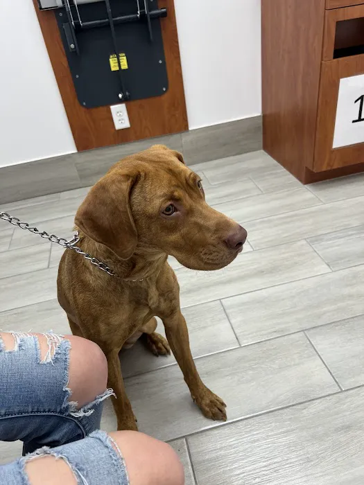 Jax Vets Affordable Animal Hospital at San Jose 8