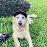 Scott Mill Animal Hospital ico